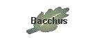 Bacchus